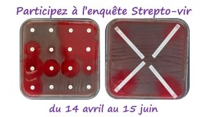 flyer enquête strepto vir 2025